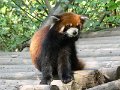 Pandas (050)